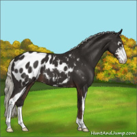 Horse Color:Liver Chestnut Mushroom Sabino Appaloosa 
