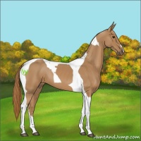Horse Color:Chestnut Tobiano 