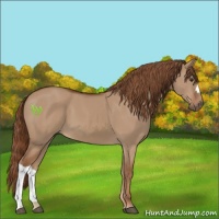 Horse Color:Red Dun 