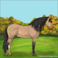 Horse Color:Bay Dun 