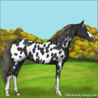 Horse Color:Liver Chestnut Mushroom Appaloosa 