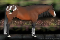 Horse Color:Bay Appaloosa 