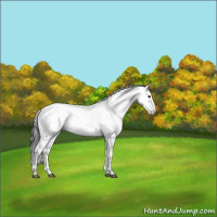 Horse Color:Blue Roan Sabino Fewspot 