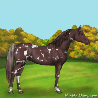 Horse Color:White Spotted Chocolate Black Rabicano 