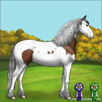 Horse Color:Bay Splash Tobiano 