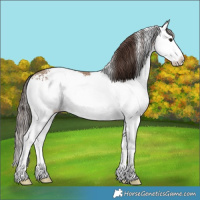 Horse Color:White Spotted Classic Champagne Splash 