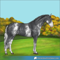 Horse Color:White Spotted Silver Black Chinchilla 