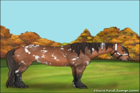 Horse Color:White Spotted Bay 