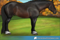 Horse Color:Gray Brown 