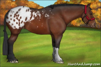 Horse Color:Brown Appaloosa 