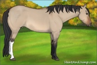 Horse Color:Bay Roan Dun 