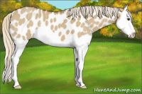 Horse Color:Chocolate Palomino Dun Splash Appaloosa 