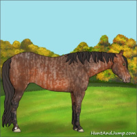 Horse Color:Sable Champagne  and Bay 