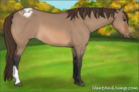 Horse Color:Bay Dun Varnish 