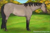 Horse Color:Brown Dun Rabicano