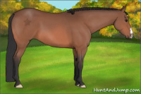 Horse Color:Bay 