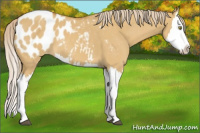 Horse Color:Palomino Dun Splash Appaloosa 