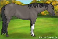 Horse Color:Grullo 