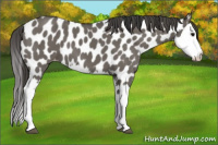 Horse Color:Grullo Splash Appaloosa 