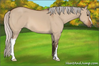Horse Color:Silver Bay Dun 