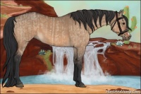 Horse Color:Bay Dun  and Bay Dun 