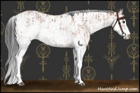 Horse Color:Bay Sabino Rabicano and Bay Sabino Rabicano