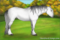 Horse Color:Gray White Spotted Brown 