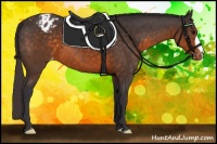 Horse Color:Buckskin Appaloosa 