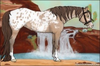 Horse Color:Amber Champagne Sabino Appaloosa 