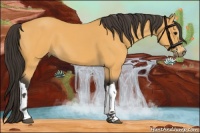 Horse Color:Buckskin 