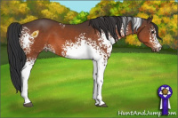 Horse Color:White Spotted Brown 