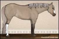 Horse Color:Silver Brown Dun Rabicano 