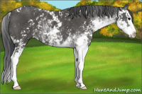 Horse Color:Black Sabino Splash