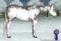 Horse Color:Black Splash Frame  and Silver Black Splash Frame 