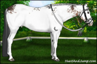 Horse Color:White Spotted Bay 