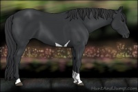Horse Color:Black Tobiano 
