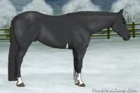 Horse Color:Black Tobiano 