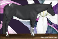 Horse Color:Black Tobiano