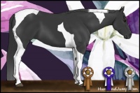 Horse Color:Black Tobiano 