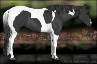 Horse Color:Black Tobiano 