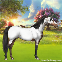 Horse Color:Bay Appaloosa 