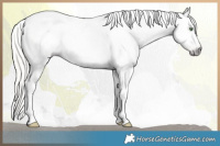Horse Color:Gray White Spotted Silver Amber Cream Champagne Roan Splash Appaloosa 