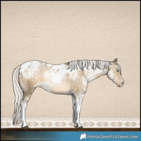 Horse Color:White Spotted Silver Buckskin Ice Pearl Tobiano