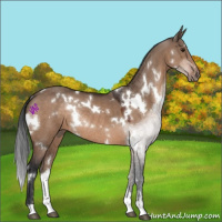 Horse Color:White Spotted Bay Dun Sabino Rabicano 