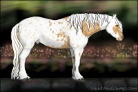 Horse Color:Palomino Appaloosa  and Palomino Appaloosa 