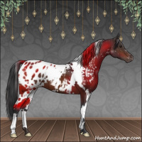 Horse Color:White Spotted Brown Appaloosa 