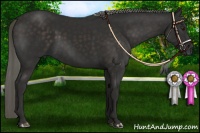 Horse Color:Liver Chestnut Mushroom 