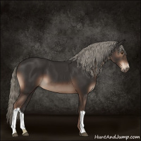 Horse Color:Liver Chestnut Mushroom 