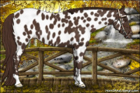 Horse Color:Liver Chestnut Appaloosa 