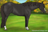Horse Color:Liver Chestnut Sabino